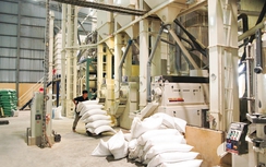 Vì sao xuất khẩu gạo giảm?